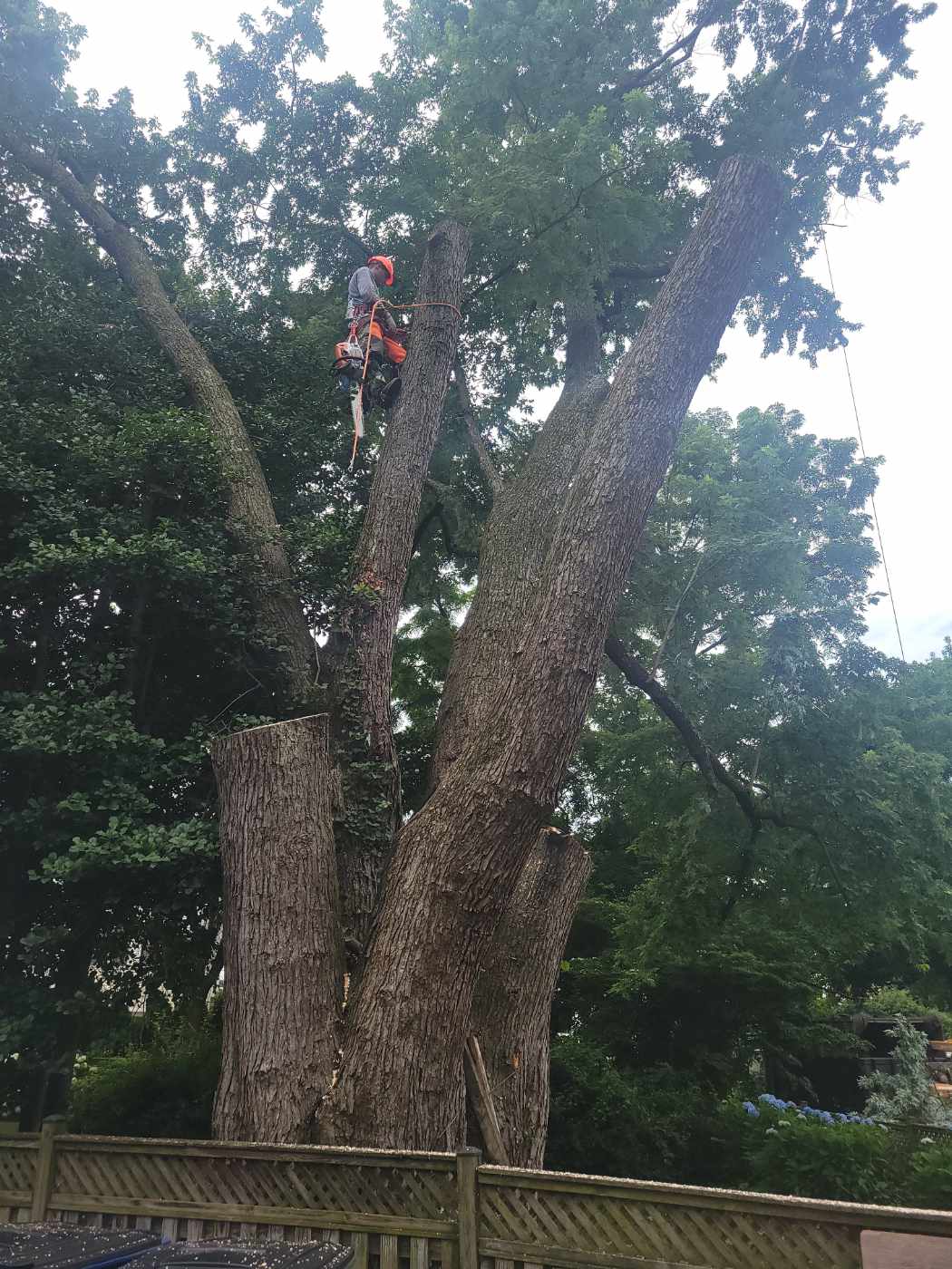 Climber taking down a triple-trunk oak