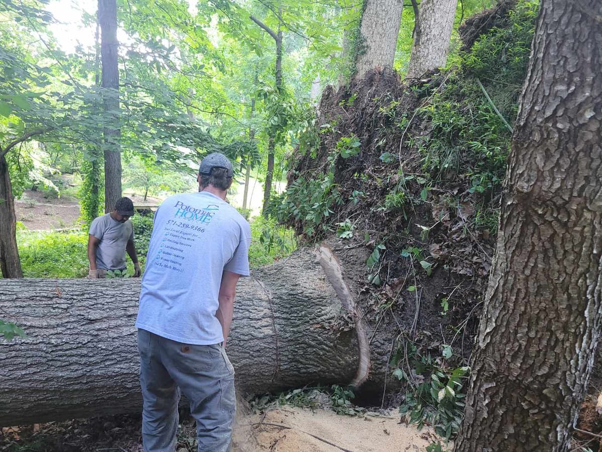 Tree Removal