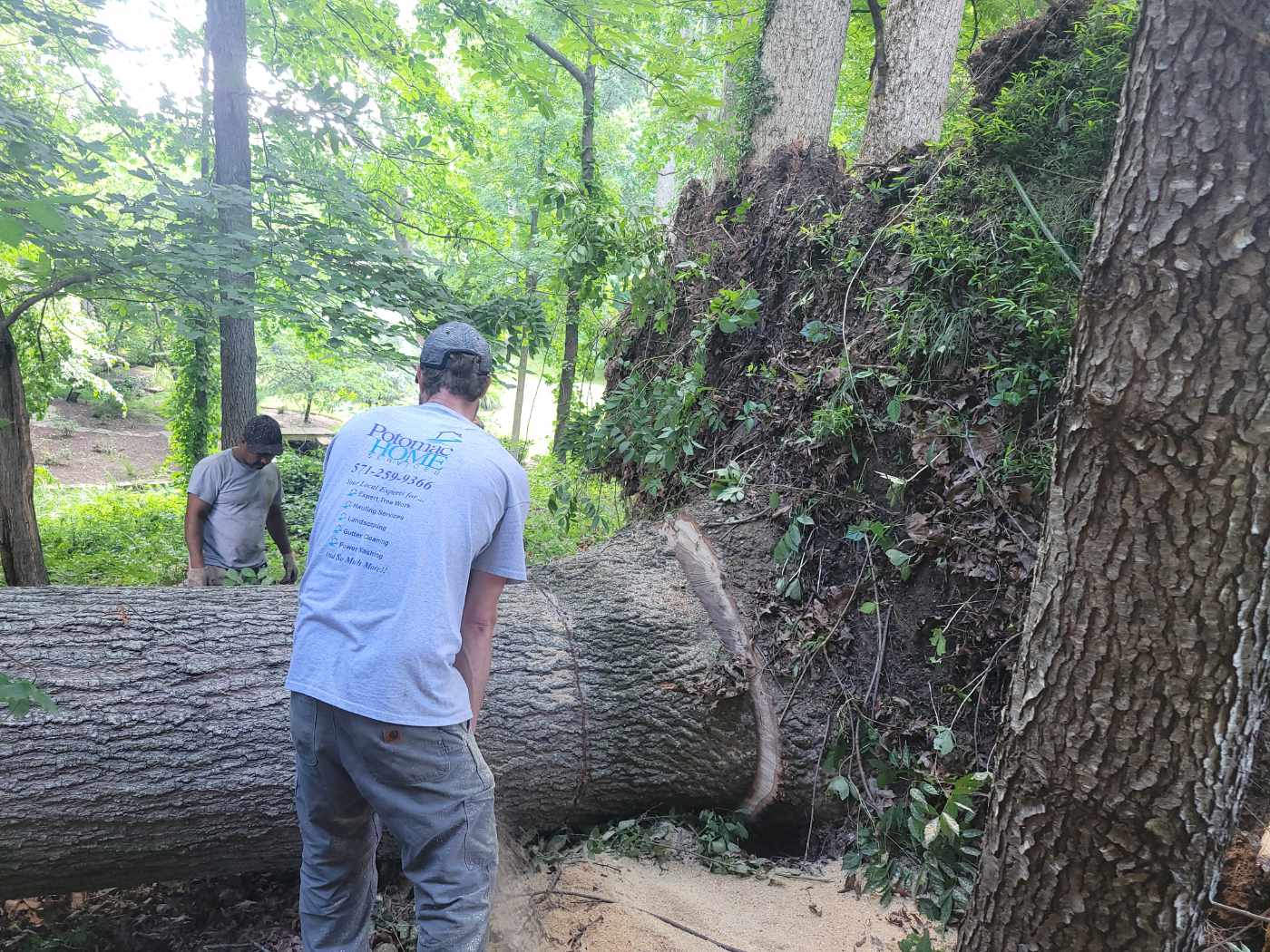 Storm damage cleanup and tree removal