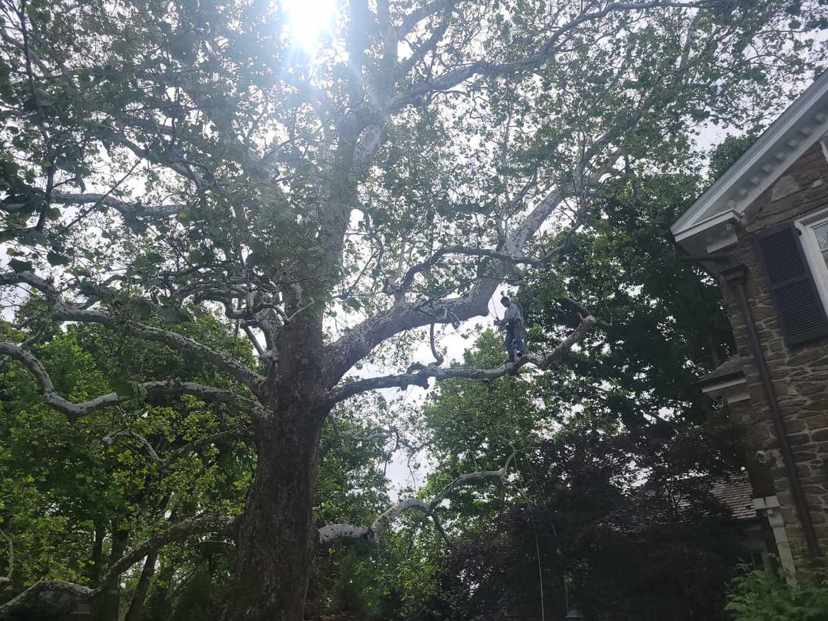 Professional tree care and pruning services